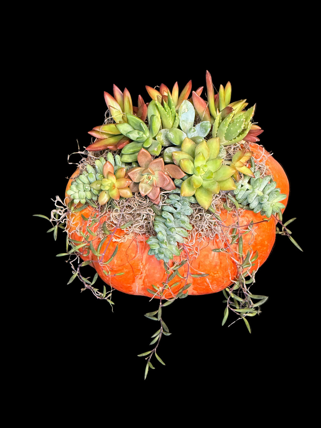 Succulent Pumpkin Centerpiece XL