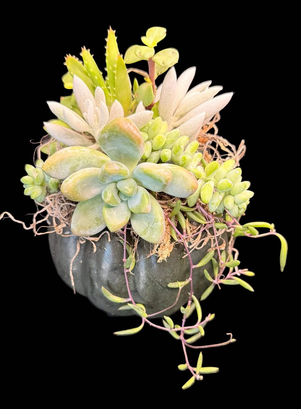 Succulent Pumpkin Centerpiece Medium
