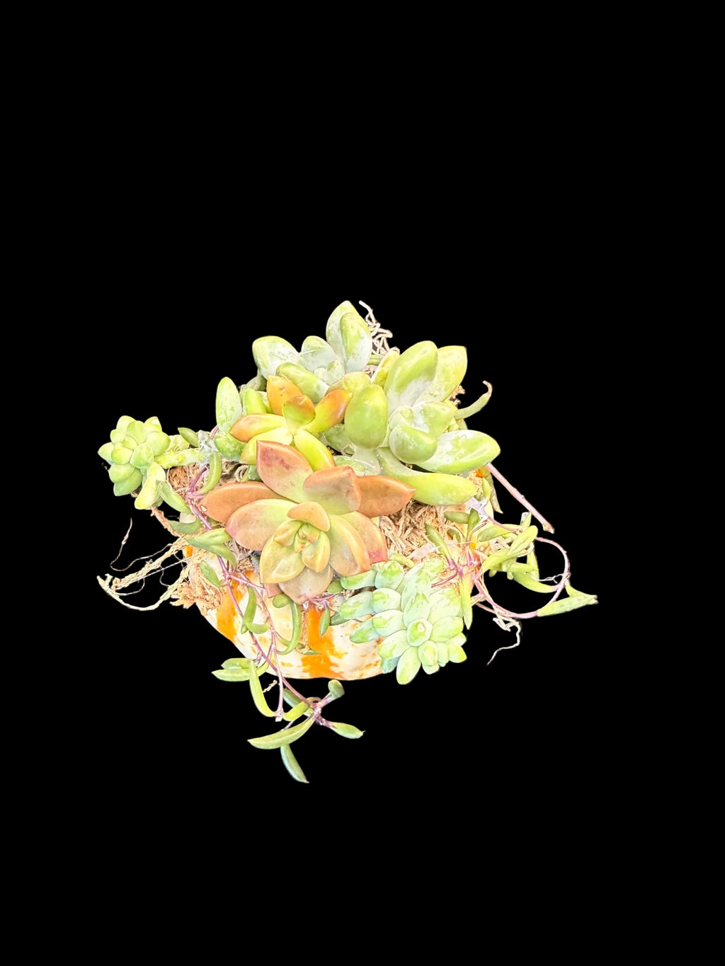 Succulent Pumpkin Centerpiece Small