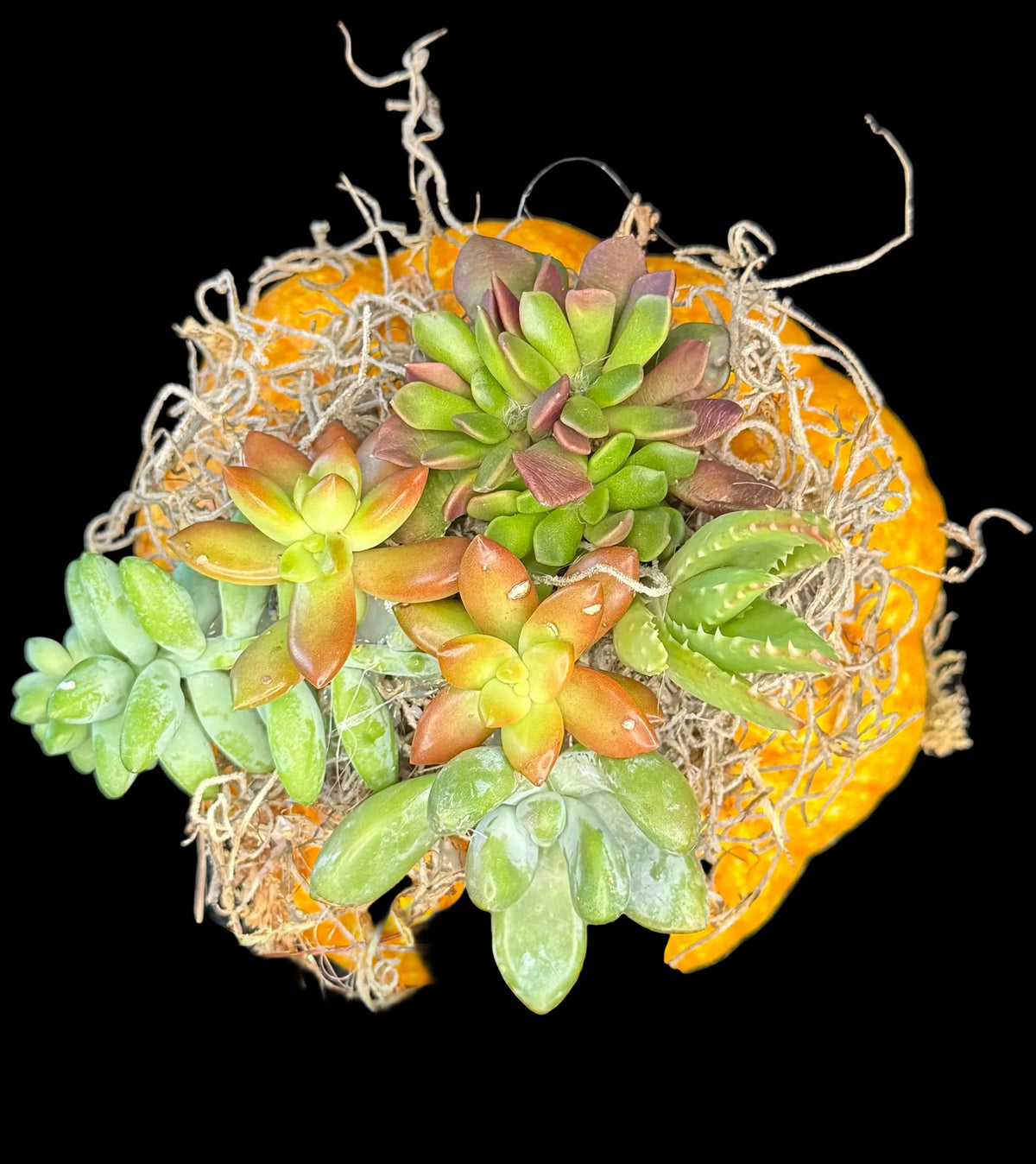 Succulent Pumpkin Centerpiece Medium