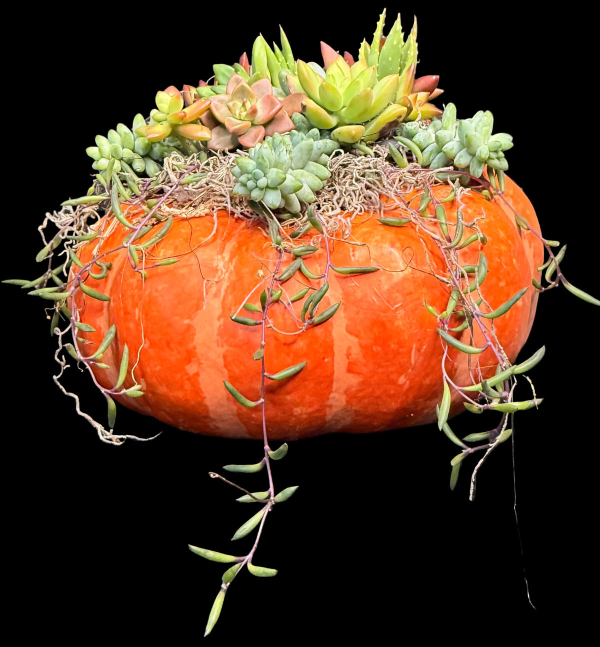 Succulent Pumpkin Centerpiece XL