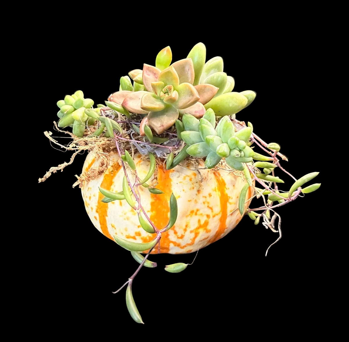 Succulent Pumpkin Centerpiece Small