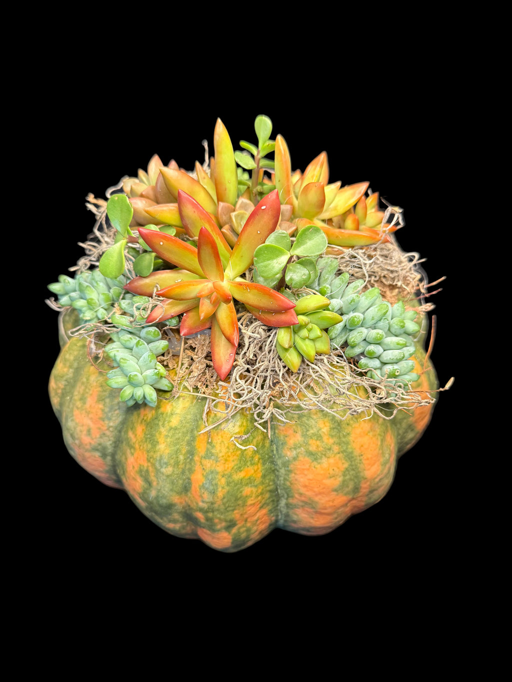 Succulent Pumpkin Centerpiece XL