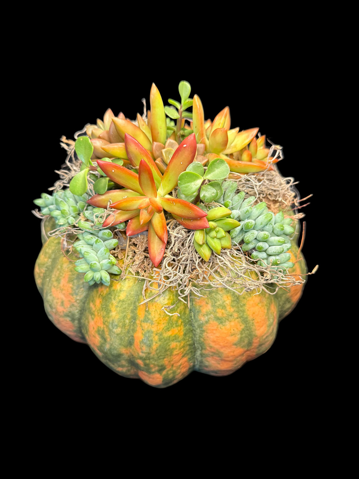 Succulent Pumpkin Centerpiece XL