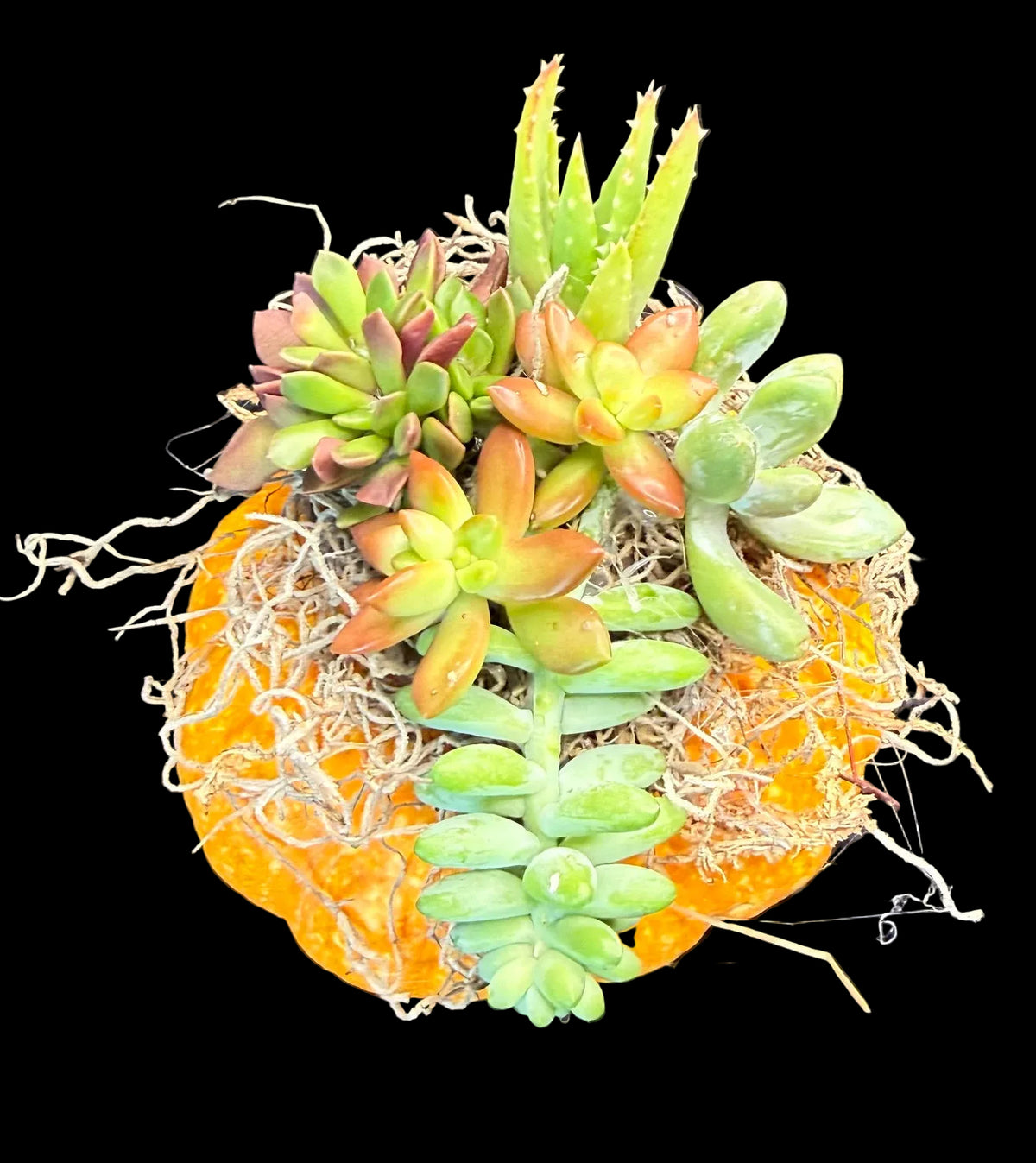 Succulent Pumpkin Centerpiece Medium