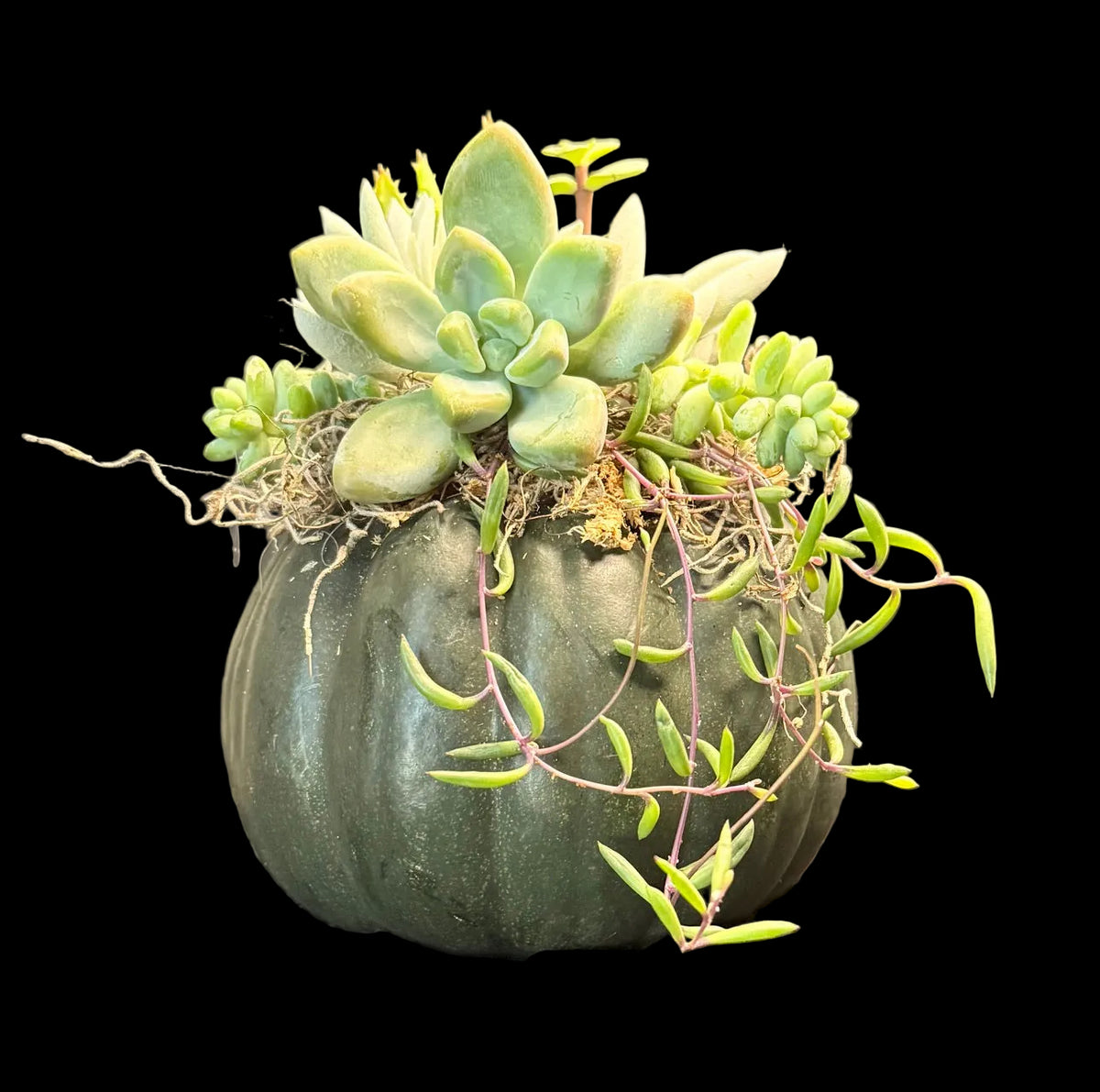 Succulent Pumpkin Centerpiece Medium
