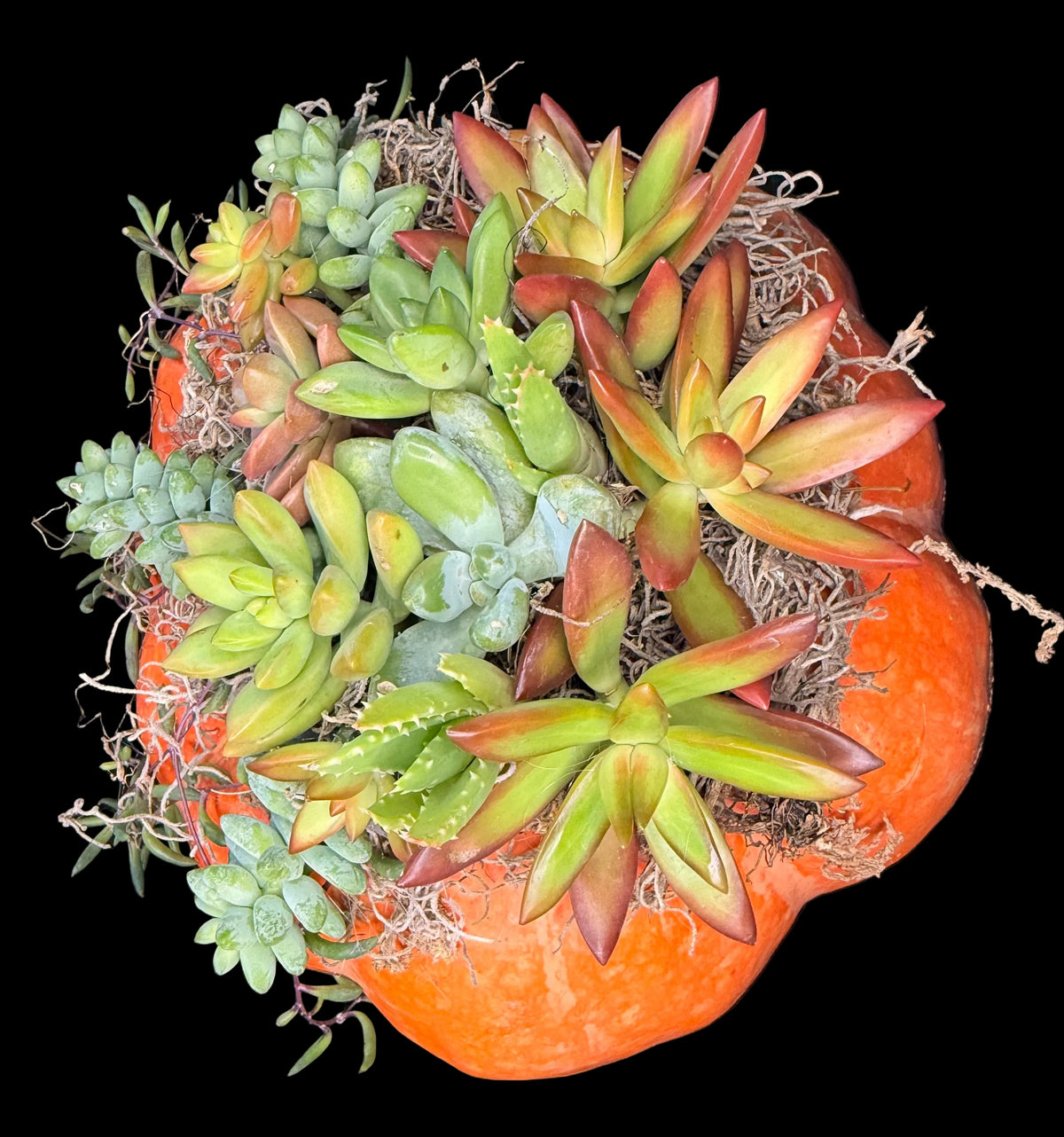 Succulent Pumpkin Centerpiece XL