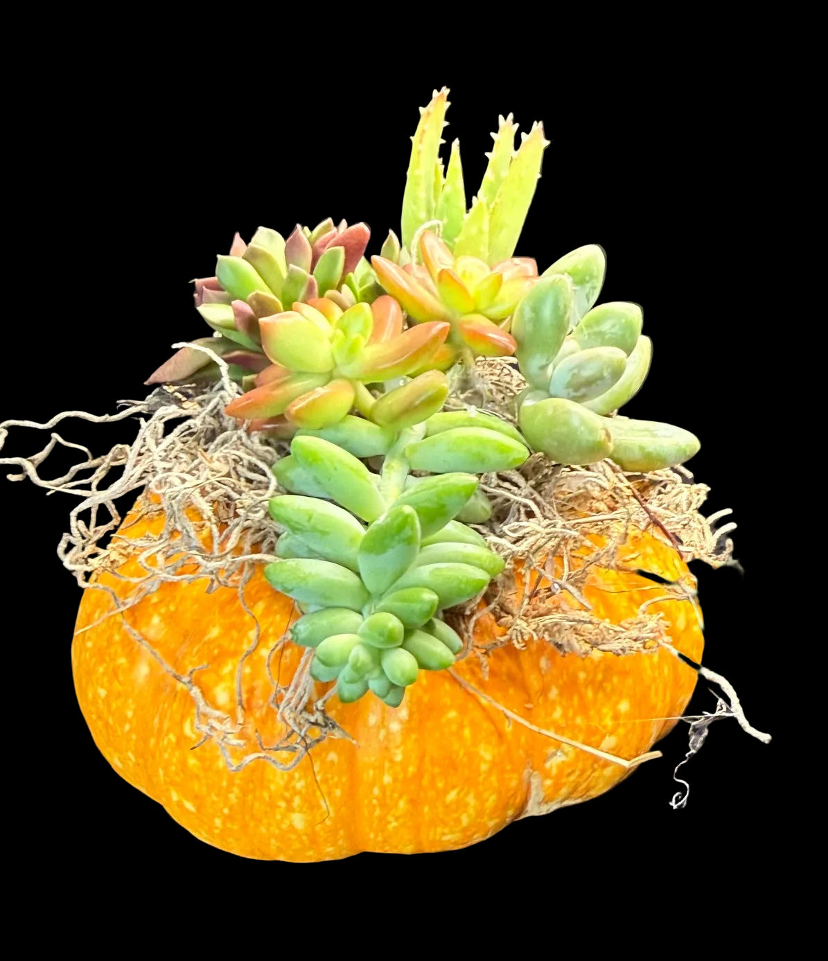 Succulent Pumpkin Centerpiece Medium