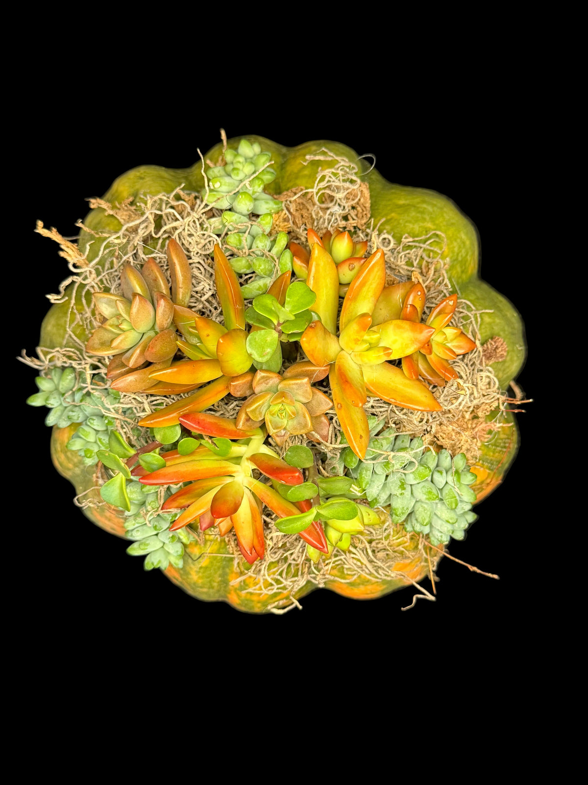 Succulent Pumpkin Centerpiece XL