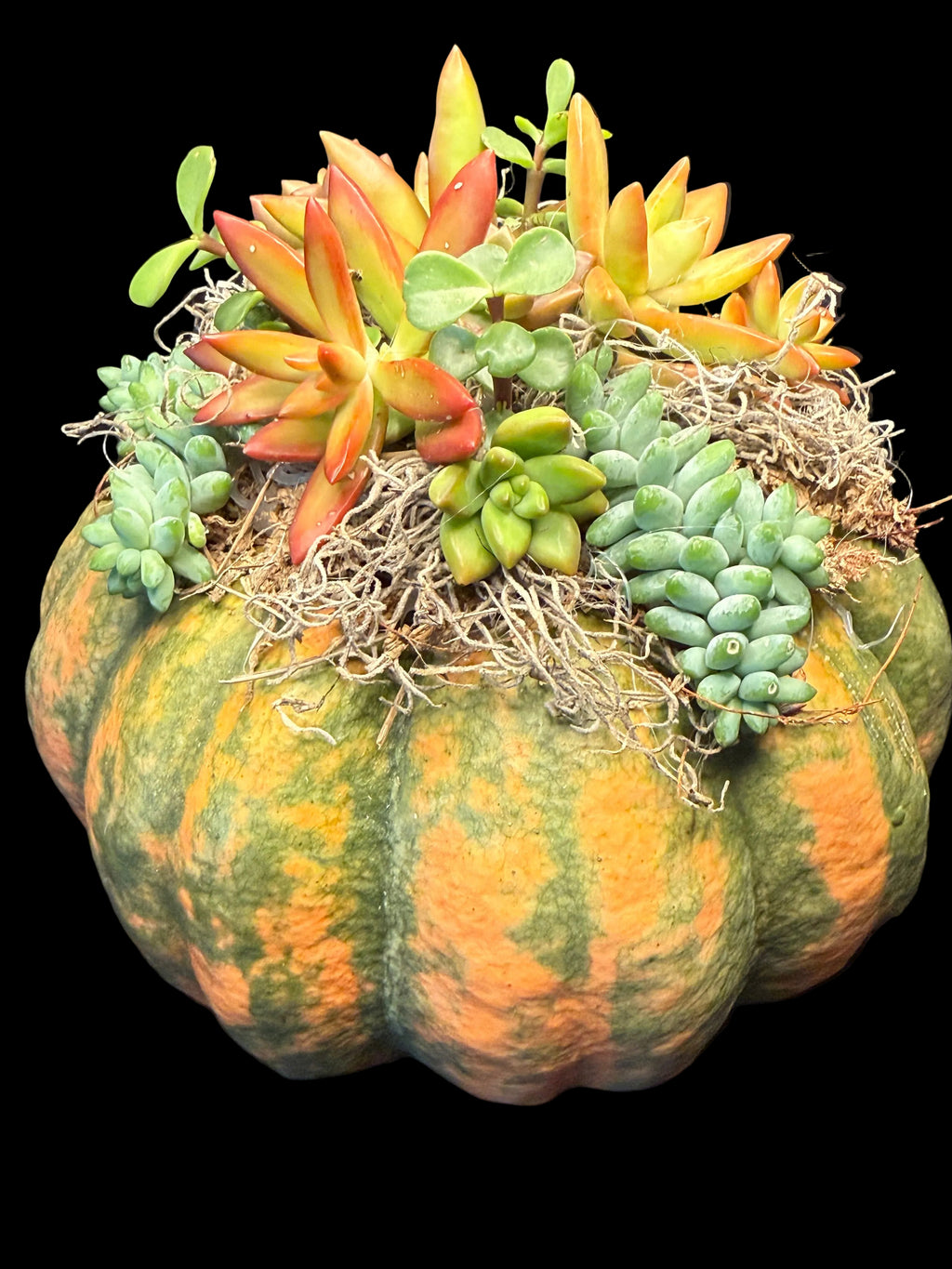 Succulent Pumpkin Centerpiece XL