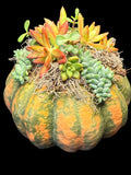 Succulent Pumpkin Centerpiece XL