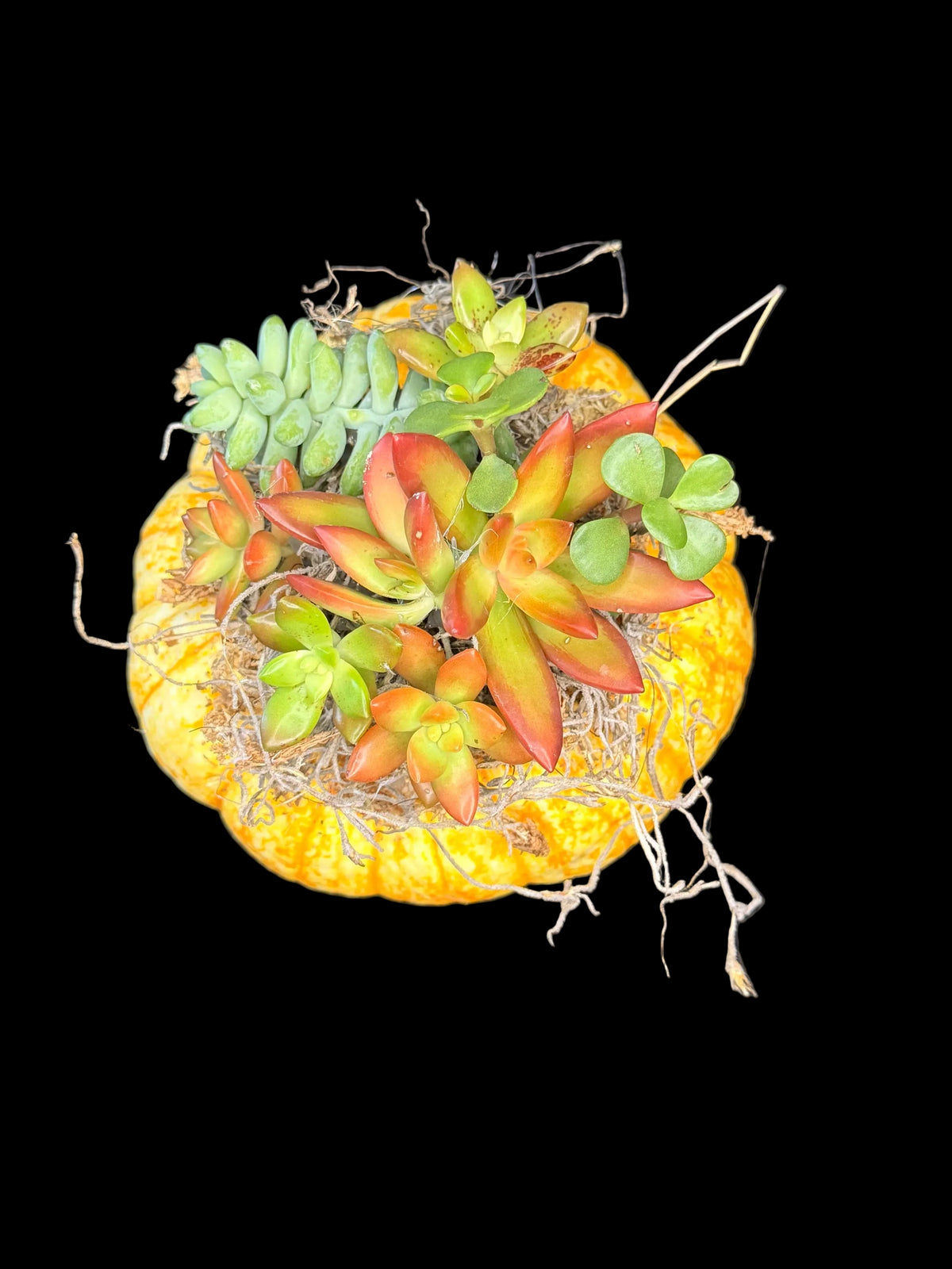 Succulent Pumpkin Centerpiece Medium