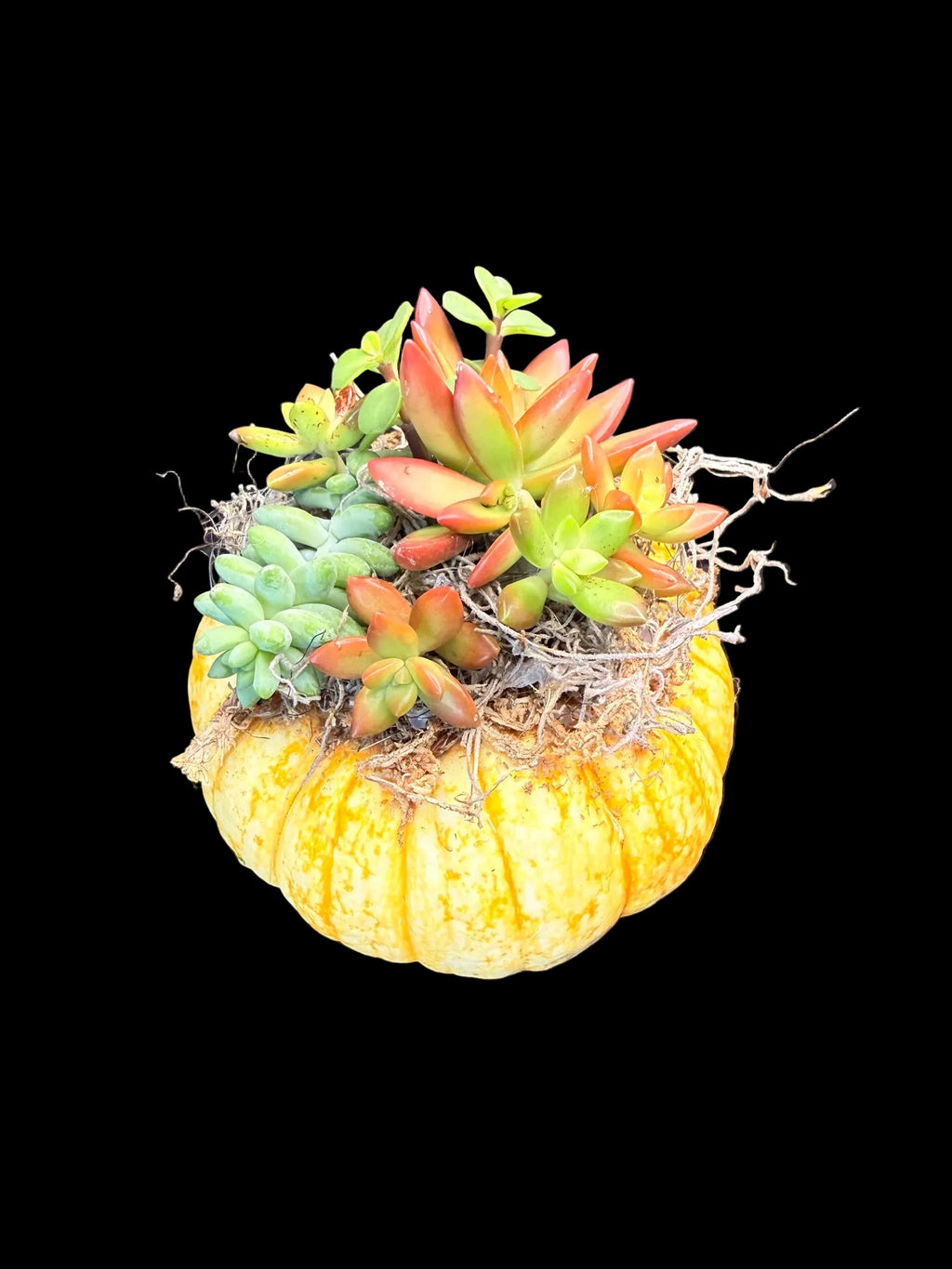 Succulent Pumpkin Centerpiece Medium