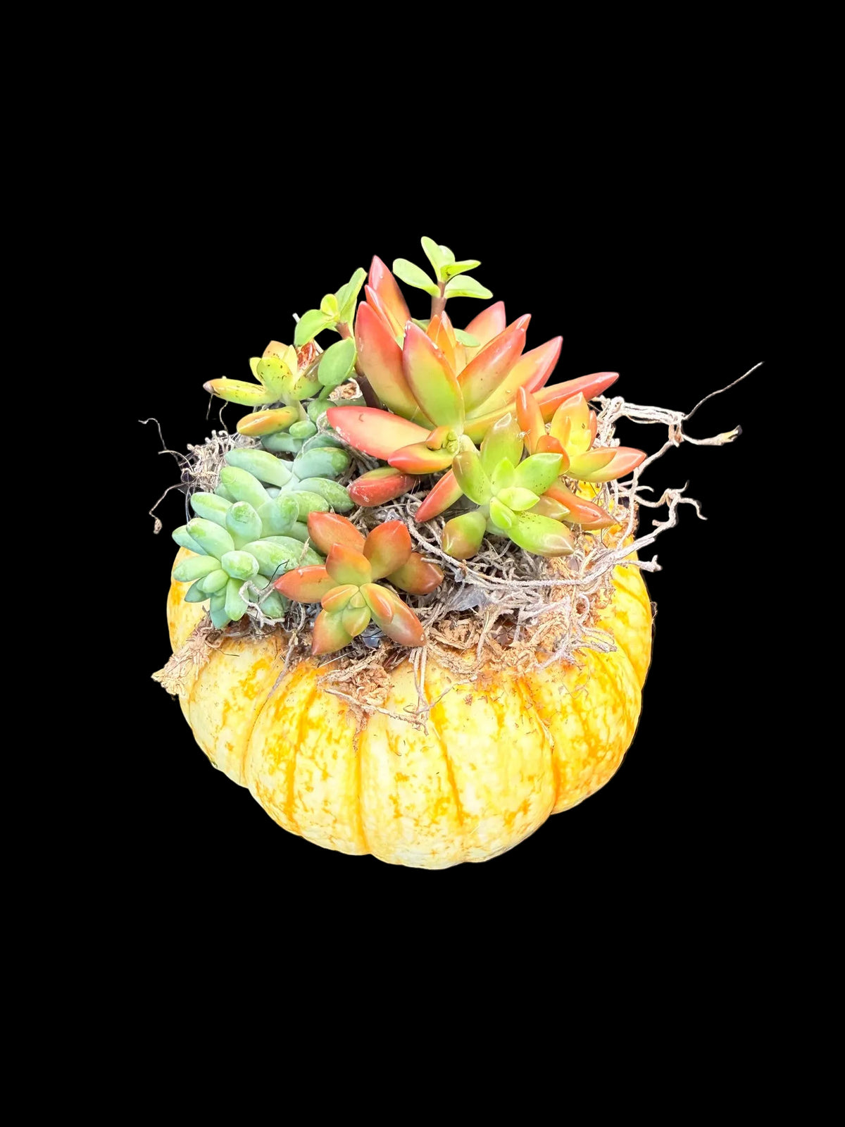 Succulent Pumpkin Centerpiece Medium
